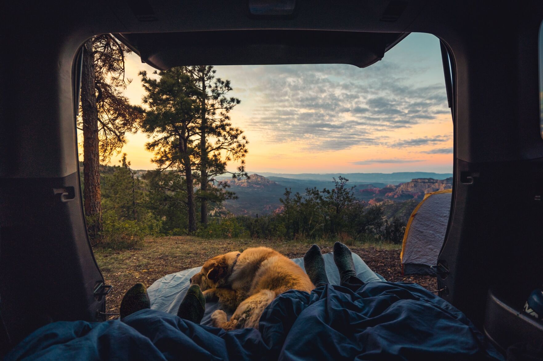 Dog - camping